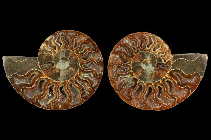 Agatized Ammonite Fossil - Madagascar #111469